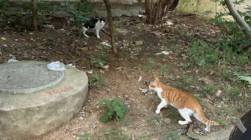 k8s网络打鱼篇一-Linux底层网络技术